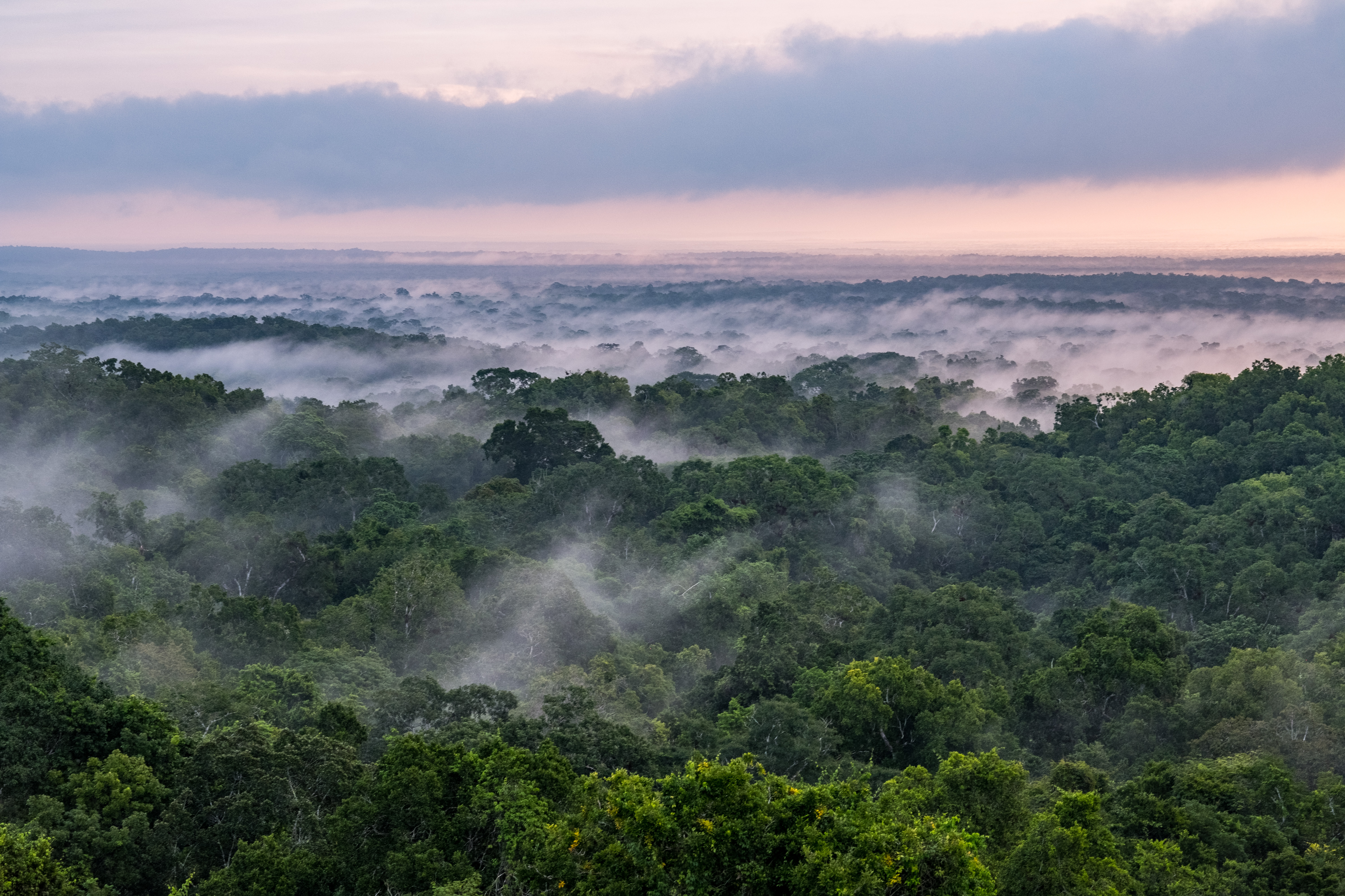  

NISAR will use radar to study changes in ecosystems around the world, such as this forest in Tikal National Park in northern Guatemala, to understand how these areas are affected by climate change and human activity, and the role they play in the global carbon cycle.

Credit: USAID

